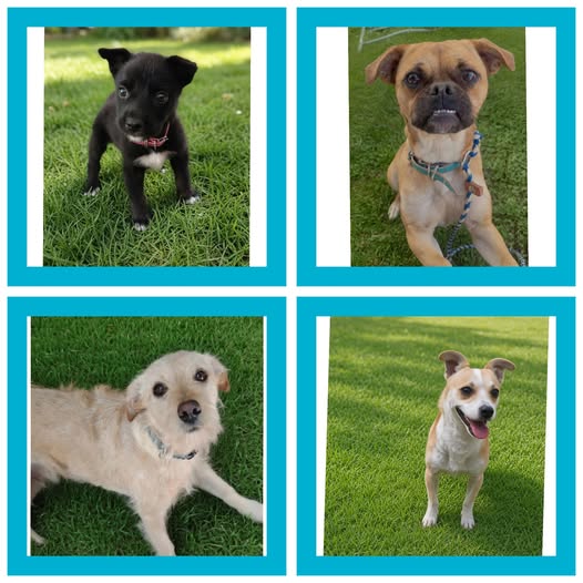 Dog for adoption