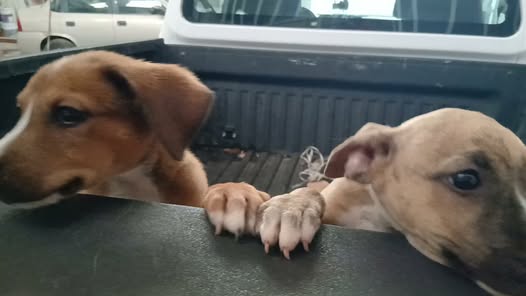 Dog for adoption