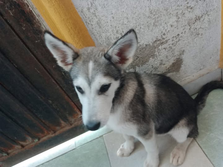 Perro en adopción