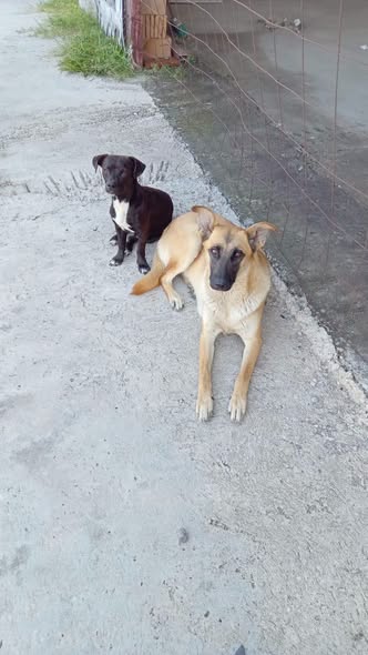 Perro en adopción