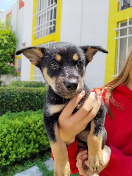 Perro en adopción