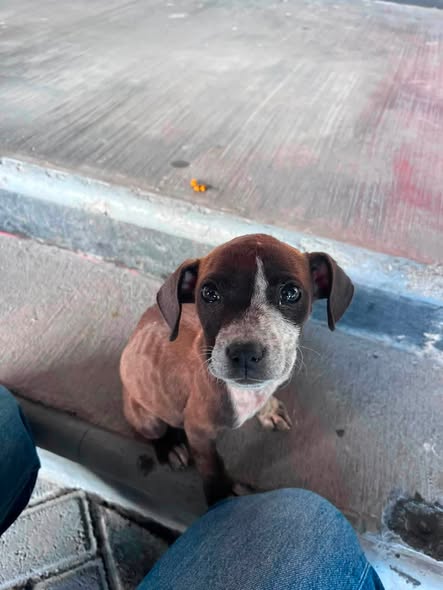 Perro en adopción