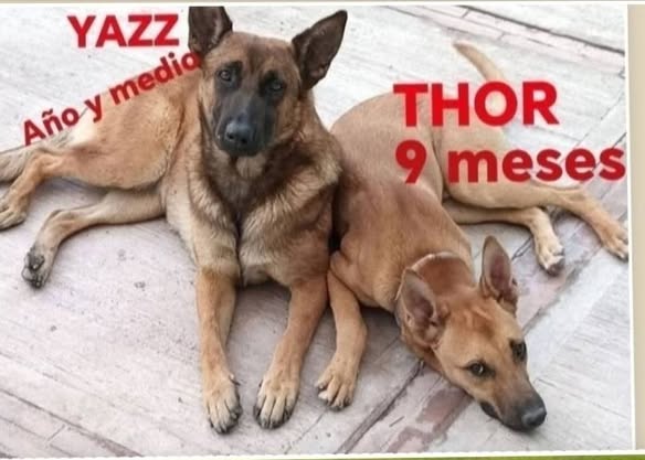 Perro en adopción