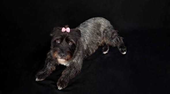 Dog for adoption