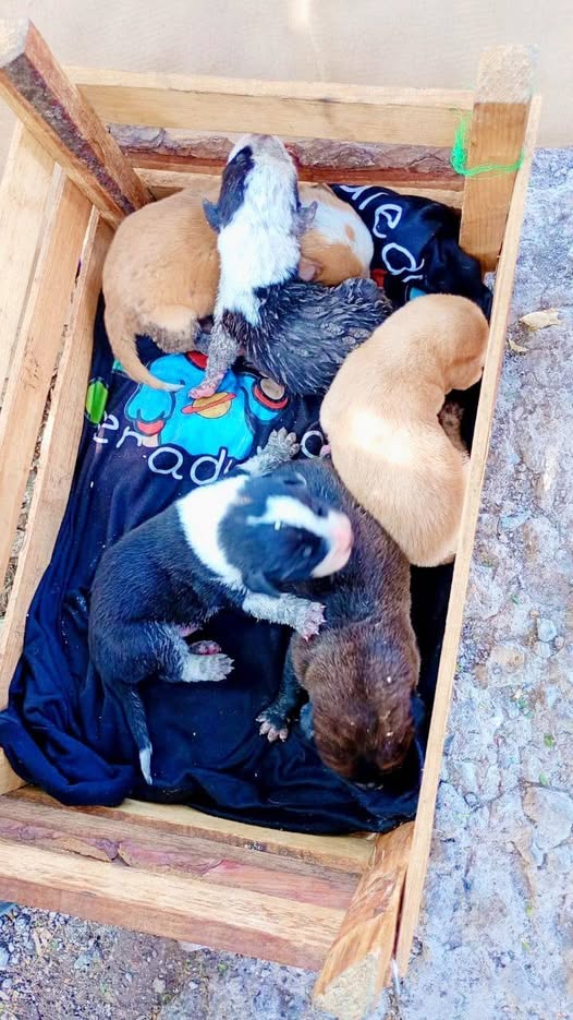 Perro en adopción