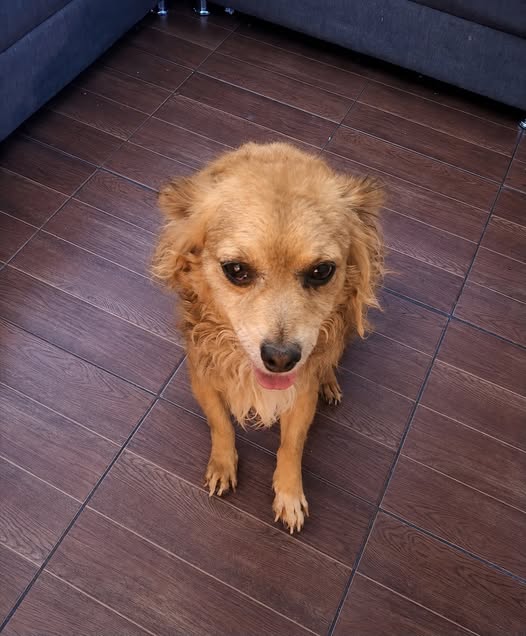 Perro en adopción