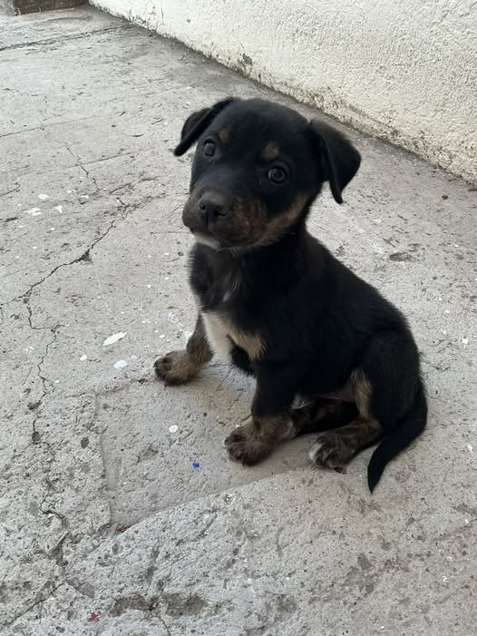 Dog for adoption