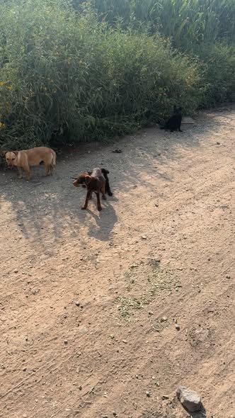 Perro en adopción