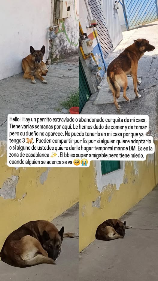 Perro en adopción