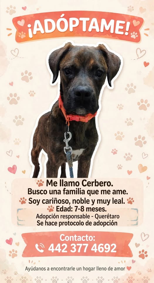 Dog for adoption