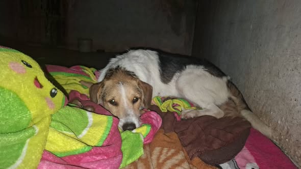 Perro en adopción