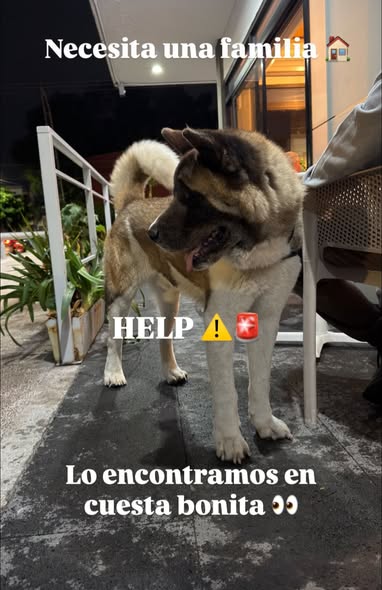 Perro en adopción