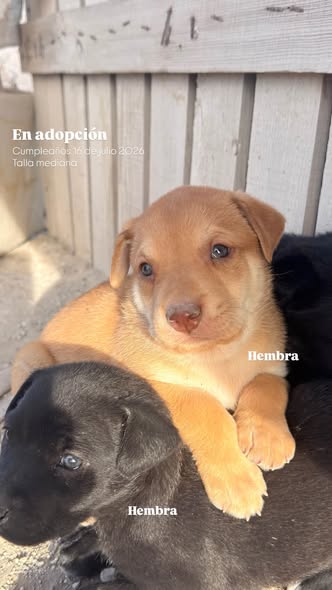 Perro en adopción
