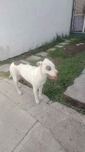 Perro en adopción
