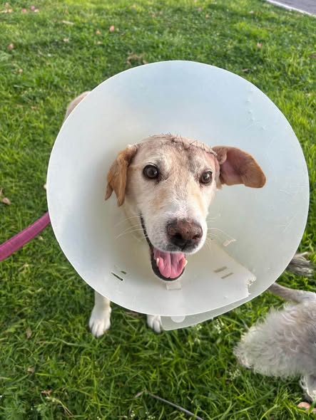Perro en adopción