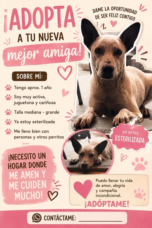 Perro en adopción