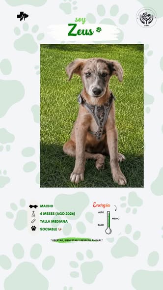 Perro en adopción