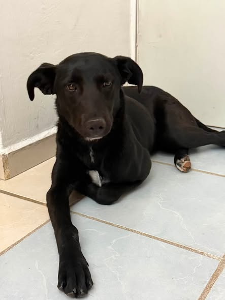 Perro en adopción