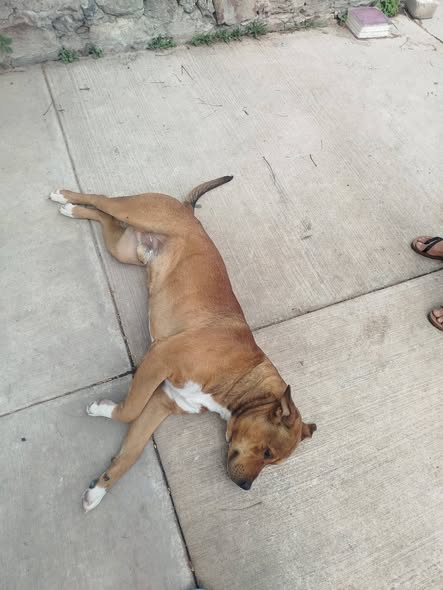 Perro en adopción