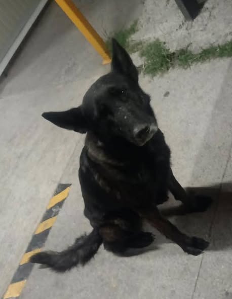 Perro en adopción