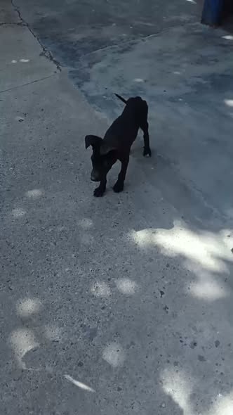 Dog for adoption