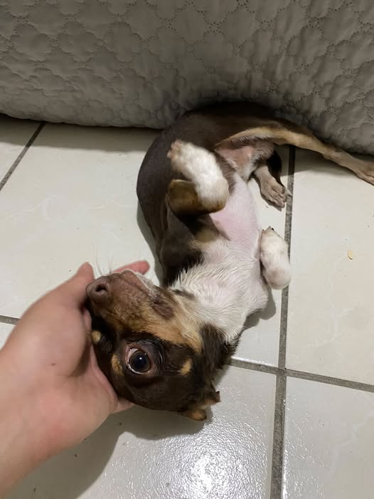 Dog for adoption