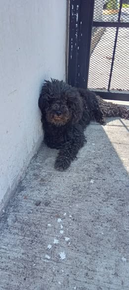 Perro en adopción