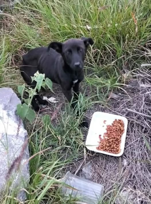 Perro en adopción