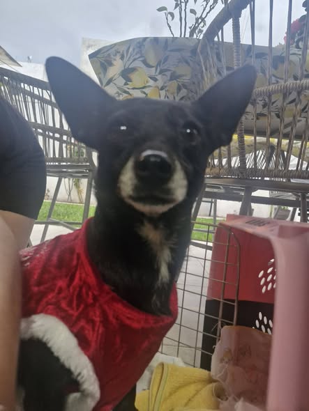 Perro en adopción