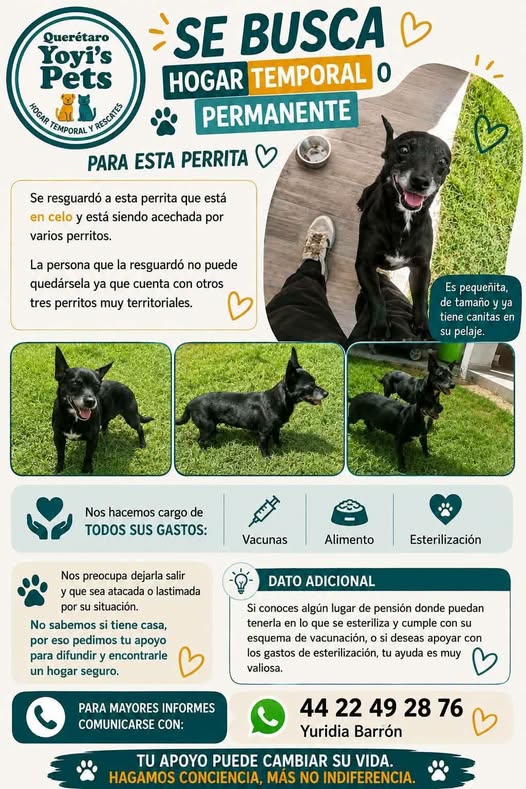 Perro en adopción