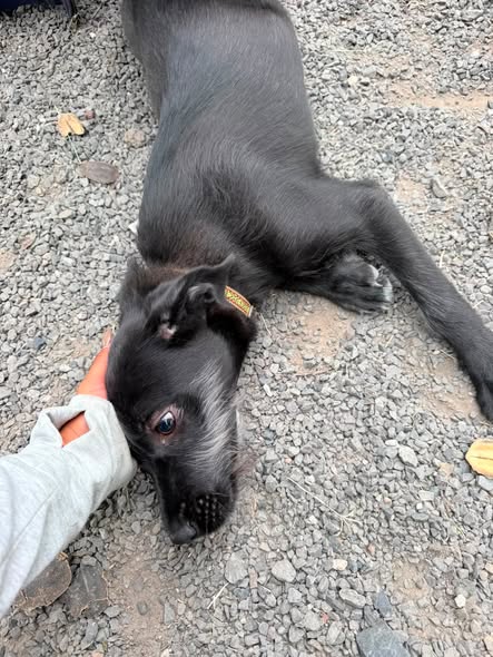 Perro en adopción