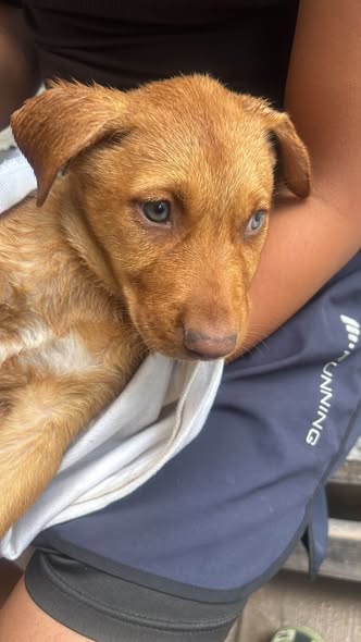 Dog for adoption
