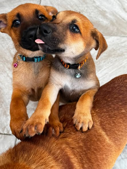 Perro en adopción