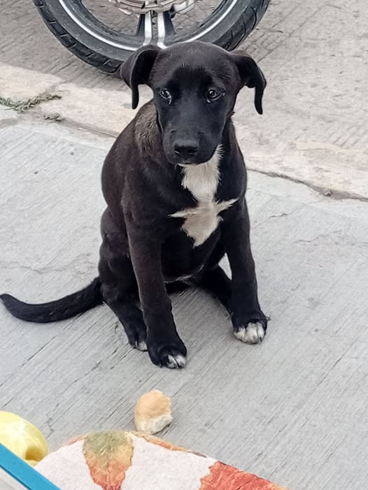 Perro en adopción