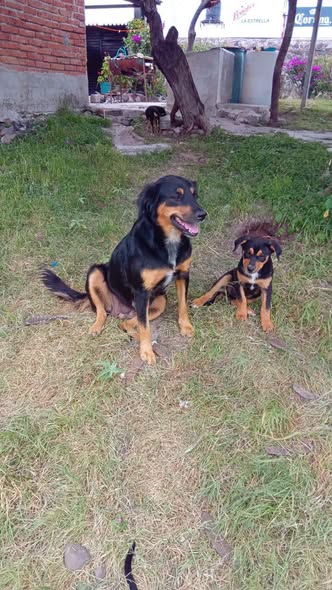 Dog for adoption