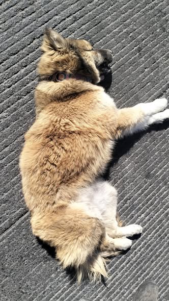 Foto del avistamiento de perro