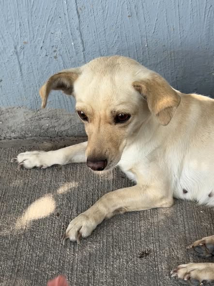 Foto del avistamiento de perro