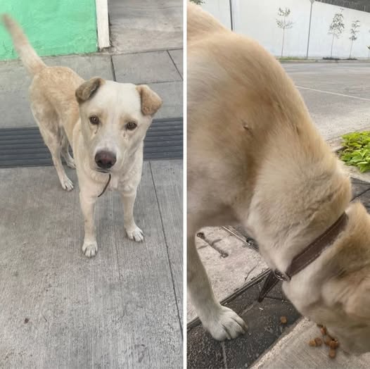 Foto del avistamiento de perro