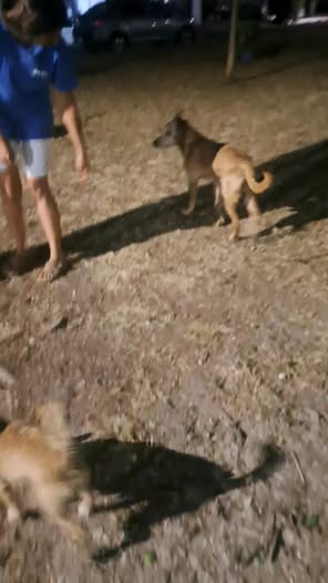 Foto del avistamiento de perro