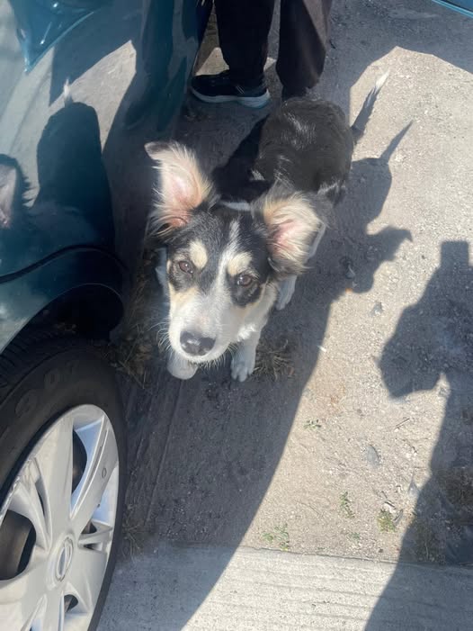 Foto del avistamiento de perro