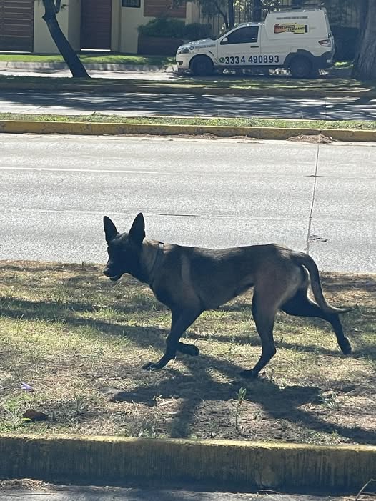 Foto del avistamiento de perro