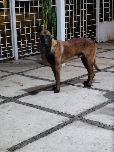 Foto del avistamiento de perro