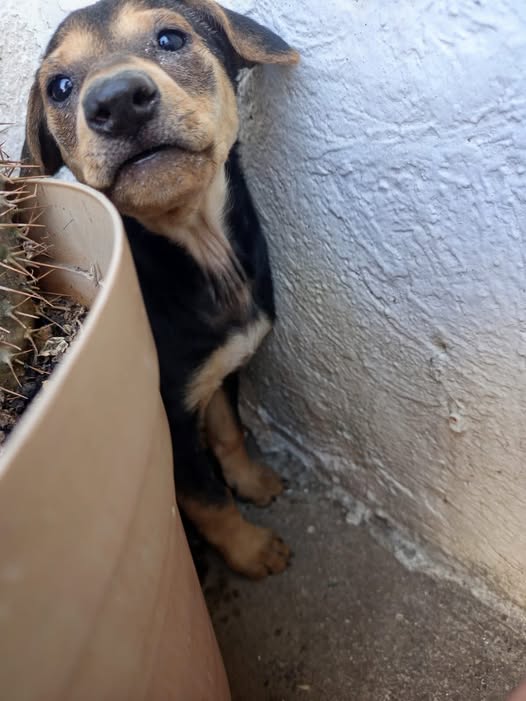 Foto del avistamiento de perro