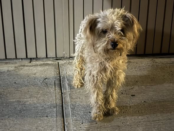 Foto del avistamiento de perro