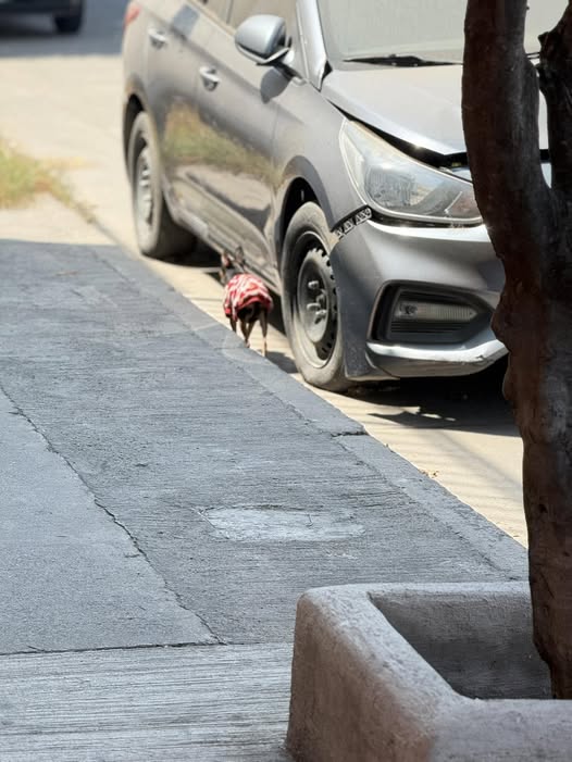 Foto del avistamiento de perro