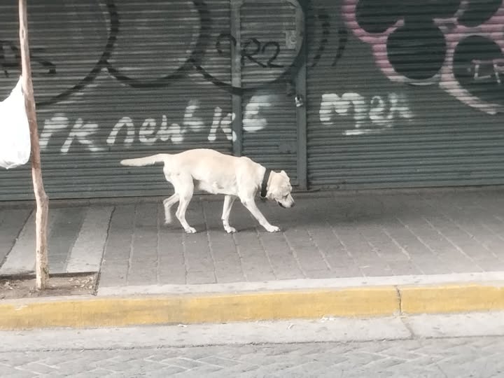 Foto del avistamiento de perro
