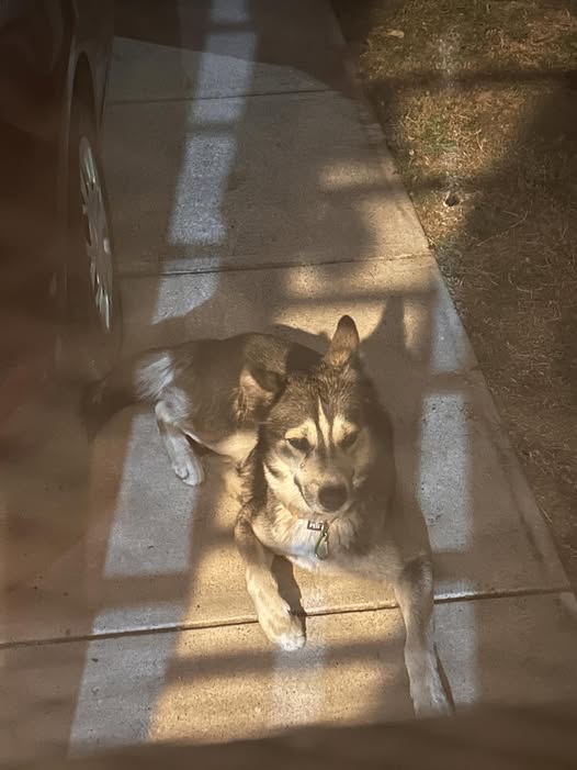 Foto del avistamiento de perro