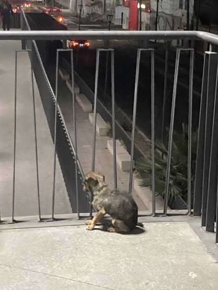 Foto del avistamiento de perro