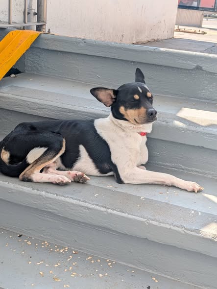Foto del avistamiento de perro