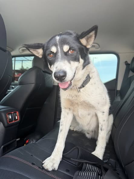 Foto del avistamiento de perro